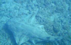 AngelShark2.jpg